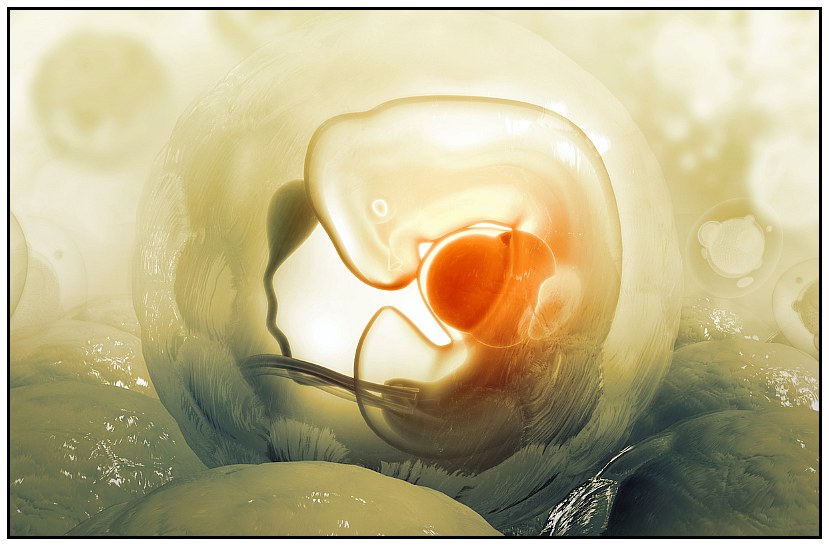 illicit cell lines or aborted babies